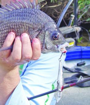 The pikey bream were great to target on smaller lures with the right technique.